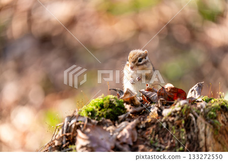 蝦夷花栗鼠站在樹樁上 133272550