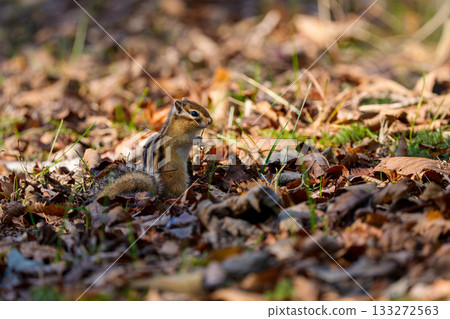 一隻北海道花栗鼠站在枯葉上覓食 133272563