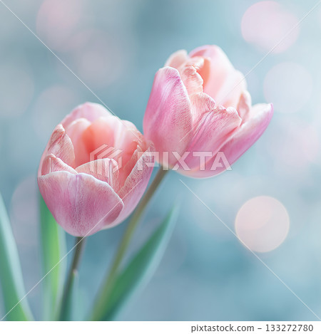 Pastel colored tulips, gentle and light background with copy space (celebratory, seasonal) Pastel colored tulips, gentle and light background with copy space (celebratory, seasonal) 133272780