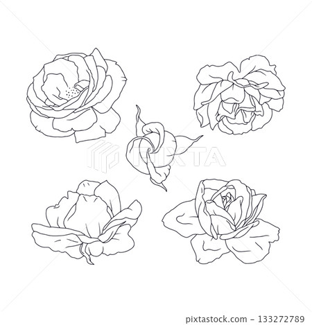 Hand drawn black and white line art rose flowers set isolated clip art 133272789