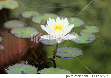 Refreshing water lily flower Refreshing water lily flower 133272814