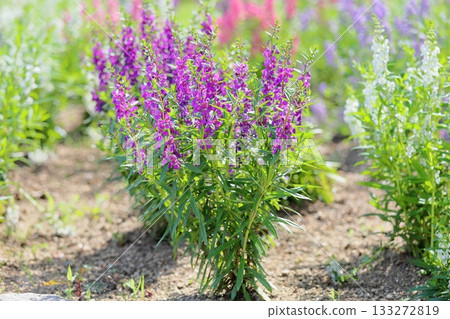 Cute angelonia flowers Cute angelonia flowers 133272819