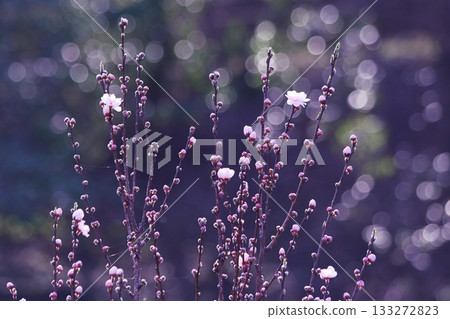 Peach blossoms beginning to bloom in spring 133272823