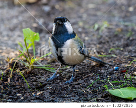 titmouse walking on the ground 133272836