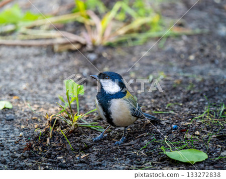 titmouse walking on the ground titmouse walking on the ground 133272838