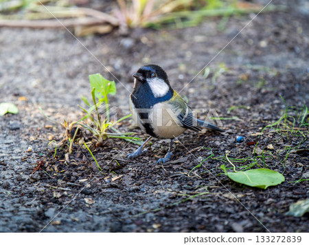titmouse walking on the ground titmouse walking on the ground 133272839