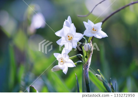 白色的水仙花花 133272950