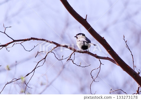 山雀在樹枝上邊緣 133273178
