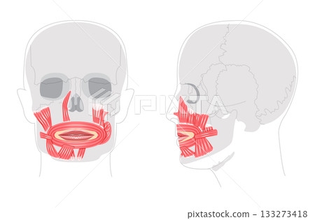 Oral muscles anatomy diagram, structures include orbicularis oris, zygomaticus major, zygomaticus minor, risorius, 133273418
