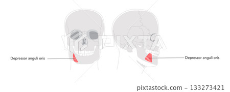 Depressor anguli oris - Human facial muscle labeled diagram that depresses the corners of the mouth contributing Depressor anguli oris - Human facial muscle labeled diagram that depresses the corners of the mouth contributing 133273421
