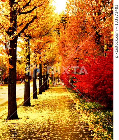 Ginkgo tree lined streets in Atsubetsu-Higashi, Sapporo Ginkgo tree lined streets in Atsubetsu-Higashi, Sapporo 133273483
