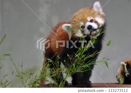 Red panda eating bamboo on a platform③ Red panda eating bamboo on a platform③ 133273512