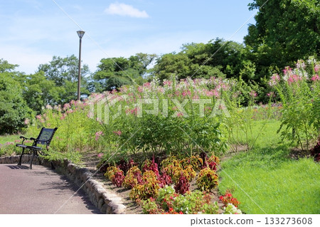 清爽的醉蝶花 133273608