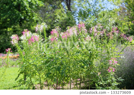 清爽的醉蝶花 133273609