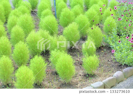 Cute Kochia 133273610