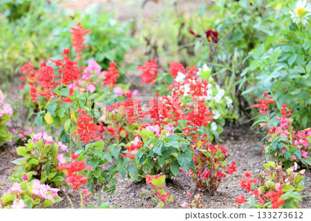 生動的丹參芨芨草花 133273612