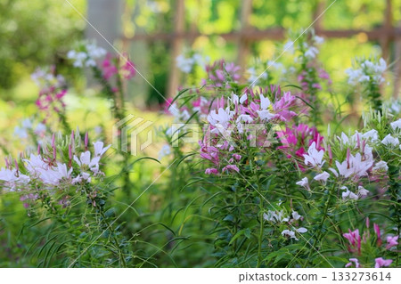 Refreshing Cleome flowers 133273614