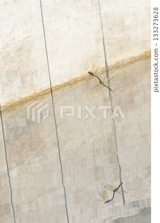 飛翔的蜻蜓 133273628