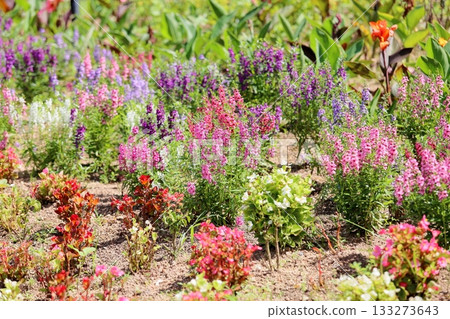 Cute angelonia flowers Cute angelonia flowers 133273643