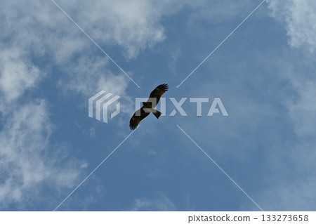 鳥兒飛翔在天空中 鳥兒飛翔在天空中 133273658