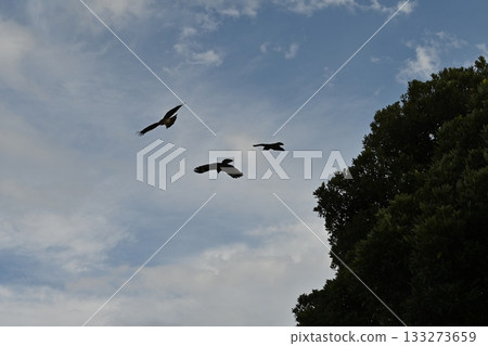 鳥兒飛翔在天空中 133273659