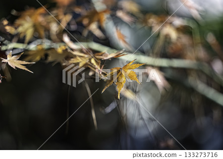 改變葉子的Momiji 133273716