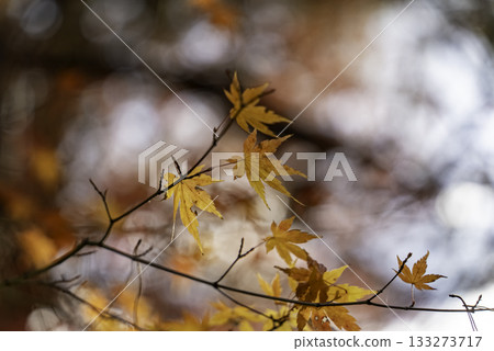 明亮的秋葉 明亮的秋葉 133273717