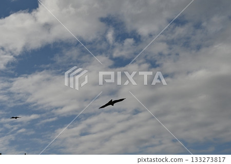 Birds flying in the sky Birds flying in the sky 133273817
