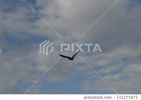鳥兒飛翔在天空中 133273871