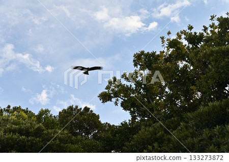 鳥兒飛翔在天空中 133273872