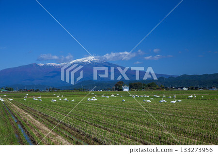 Swan and Chokaiyama 133273956