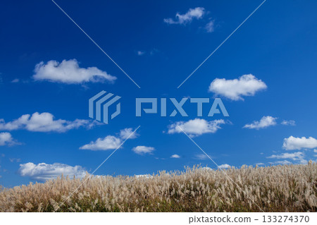 Nikaho高原在秋天 133274370