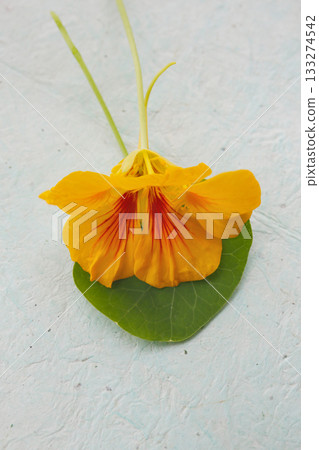 Nasutium花 133274542