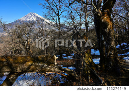 阿席達卡山脈：越前岳森林中倒下的樹木，以及聳立在山巔的富士山 133274549