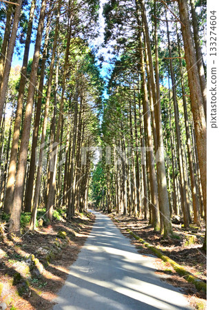 Mount Echizen in the Ashitaka Mountains: Cedar forests adorning the Osawairi forest road 133274604