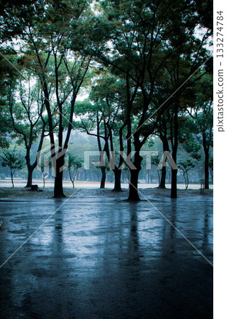 雨後的清晨 133274784