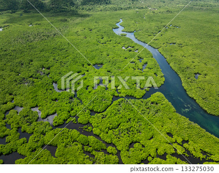 Winding river flowing through dense mangrove forest with bright green vegetation. Siargao, Philippines. 133275030