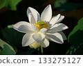 白蓮花 133275127