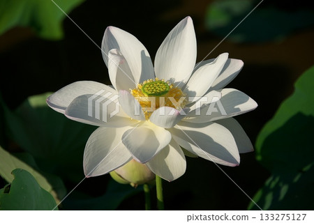 White Lotus Flower White Lotus Flower 133275127