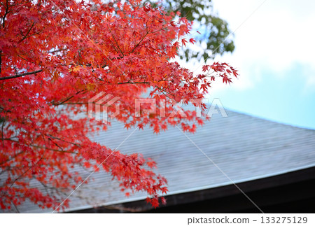 Colorful autumn leaves at an old temple Colorful autumn leaves at an old temple 133275129