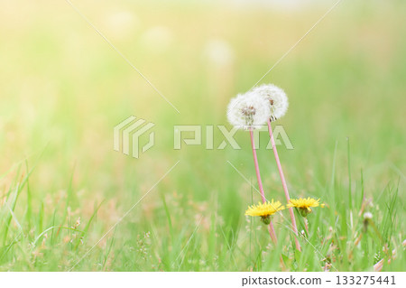 Dandelion flowers and fluff blooming in a spring field bathed in warm light Dandelion flowers and fluff blooming in a spring field bathed in warm light 133275441