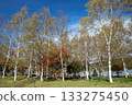 白樺森林秋葉 133275450