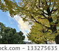 銀杏樹映襯著湛藍的天空 133275635