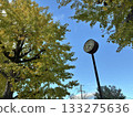 天空下的銀杏樹和鐘 133275636