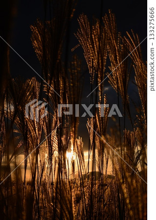 發光在落日的白雪公主 133275666