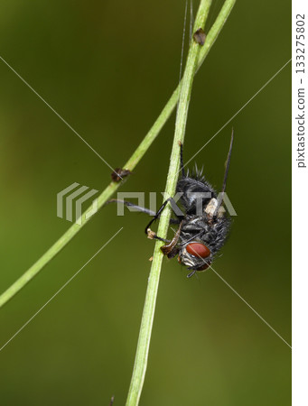 A young fly emerging from a larva on a grass stalk in summer A young fly emerging from a larva on a grass stalk in summer 133275802