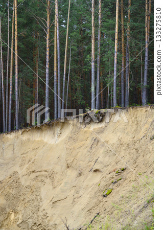 A pine forest with exposed tree roots on the edge of a ravine, soil erosion 133275810