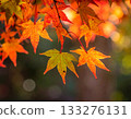 楓葉 133276131