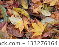 Autumn leaves 133276164