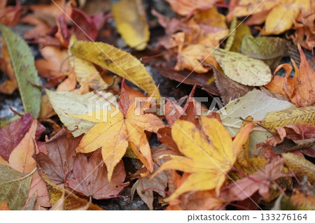 Autumn leaves Autumn leaves 133276164